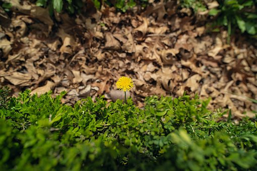Diente De León, Flor, Sale De, Amarillo
