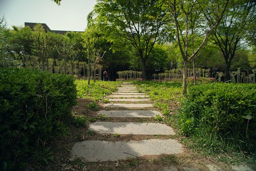 Sendero, Caminar, Árboles, Parque, Verde