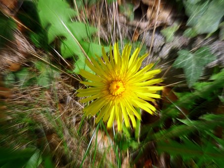 Free Buttercup Spring photo and picture