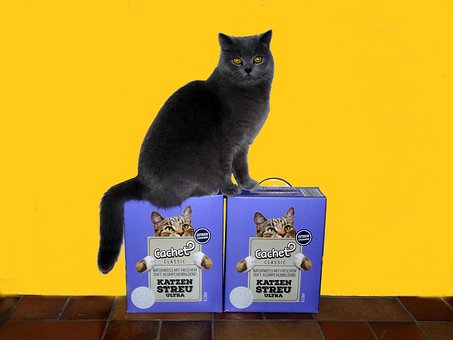 Free Boys Yellow Wall photo and picture