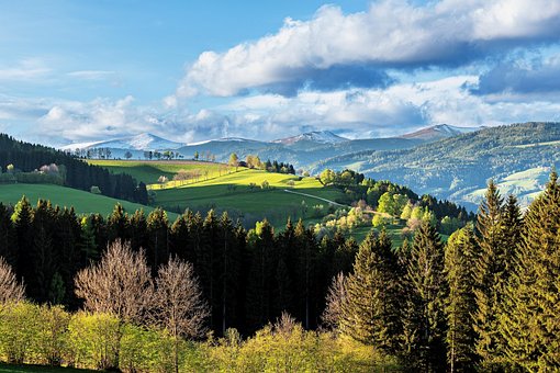 Free Forest Carinthia photo and picture