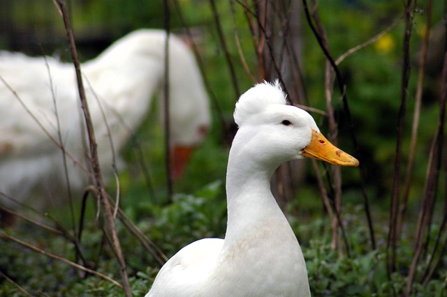 Free Bird Goose photo and picture