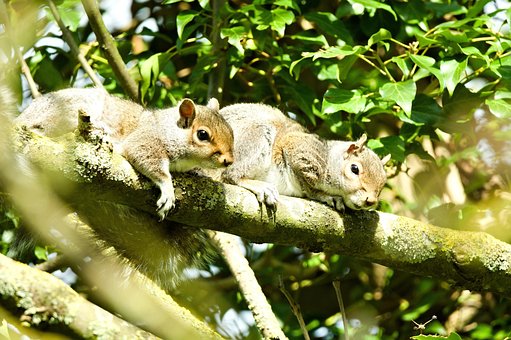 Free Animals Nature photo and picture