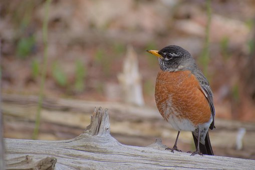 Free Bird Robin photo and picture