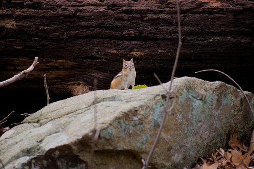 Free Chipmunk Rodent photo and picture