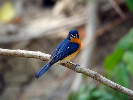 Free Bird Tree photo and picture