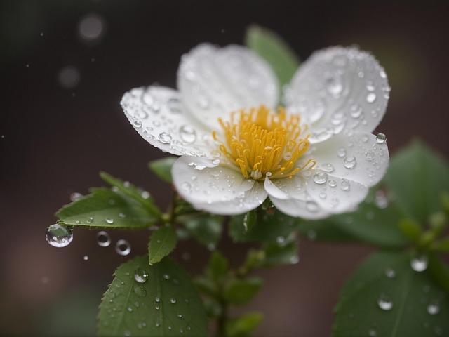 Free strawberry flower flower blossom illustration