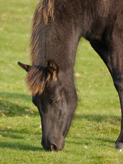 20,000+ Best Free Horse Pictures & Images in HD - Pixabay