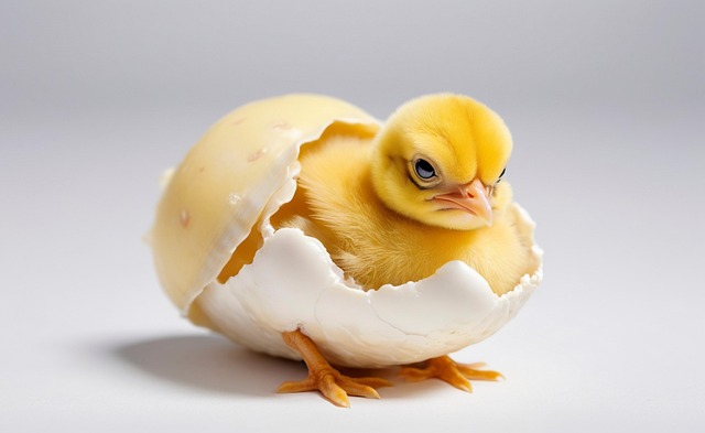 Free chick hatchling egg illustration
