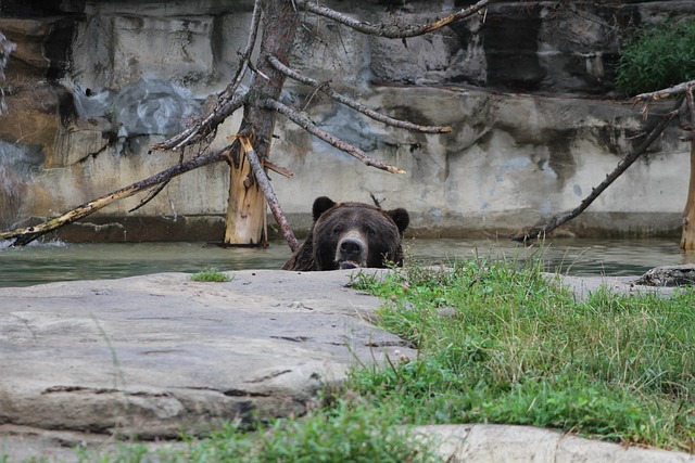 Free Bear Brown Bear photo and picture