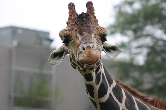 Free Giraffe Spots photo and picture