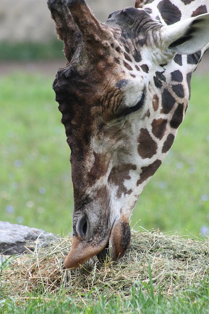 Free Giraffe Animal photo and picture