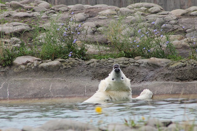 Free Polar Bear Bear photo and picture