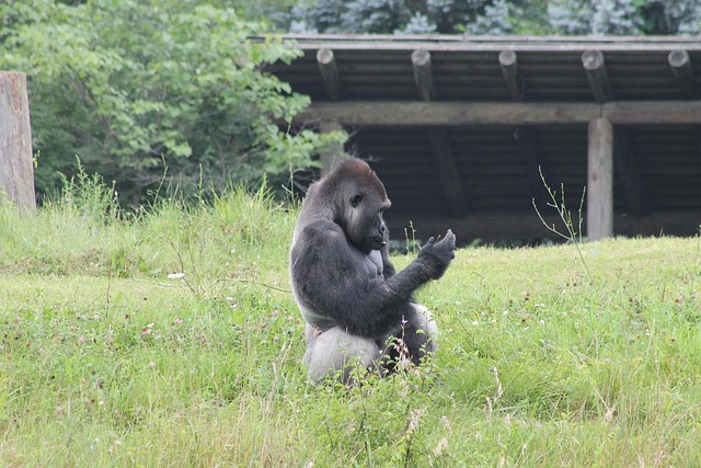 Free Silver Back Gorilla photo and picture