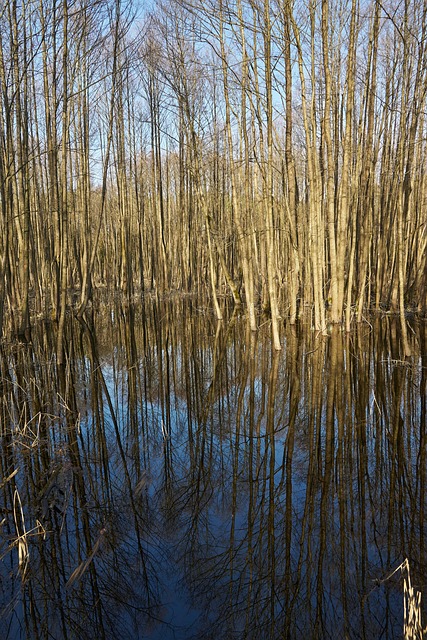 Natureza, Floresta, Agua, Lago, Reflexão