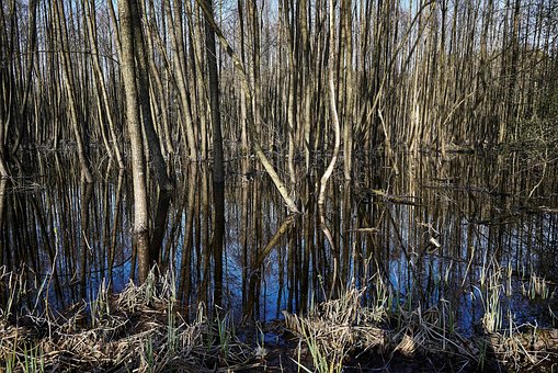 Voda, Příroda, Jezero, Na Pozadí