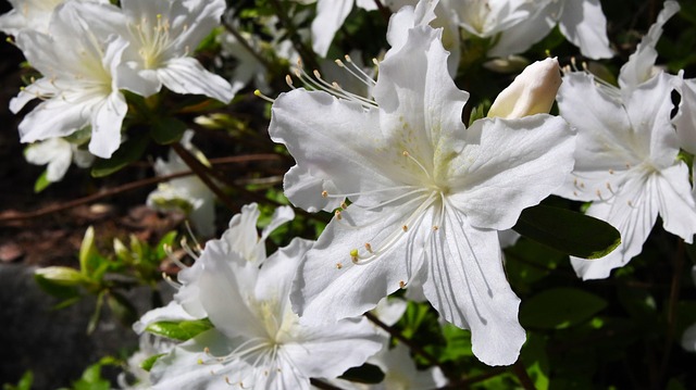 Free Flower Azalea photo and picture