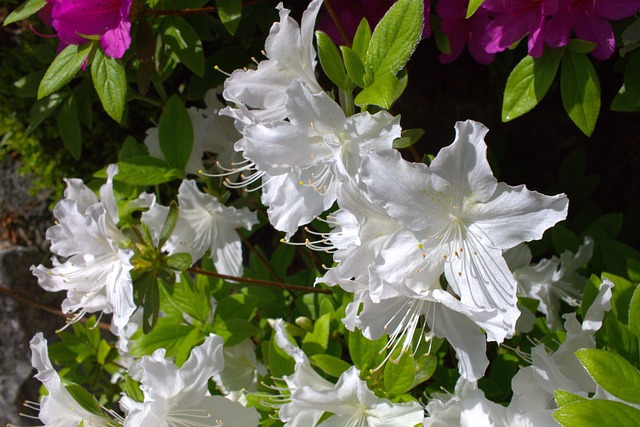 Free Flower Azalea photo and picture