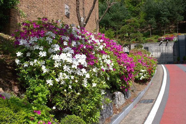 Free Flower Spring photo and picture