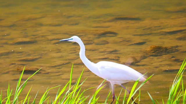 Free New Lake photo and picture