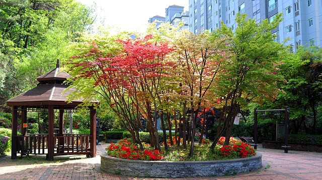 Free Tree Autumn Leaves photo and picture