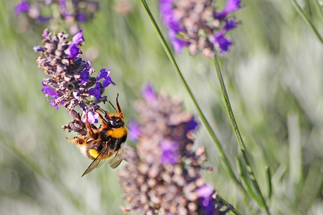 Bloem, Lavanda, Bij, Natuur