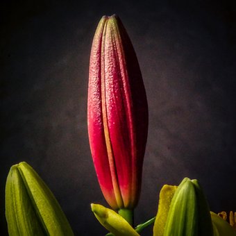 Free Blossom Bloom photo and picture