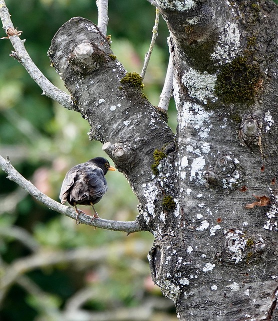 Jovem Melro, Jardim, Natureza