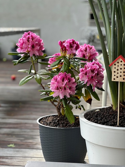 Free Rhododedron Balcony photo and picture