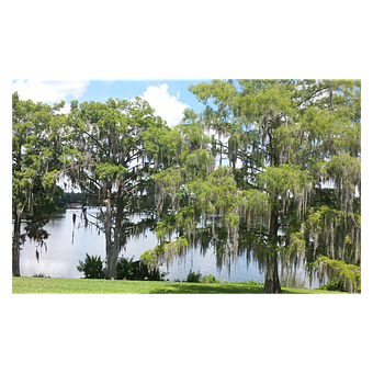 Free Spanish Moss Orlando Spanish Moss illustration and picture