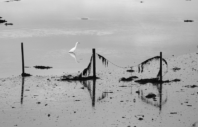 Free Little Egret Nature photo and picture