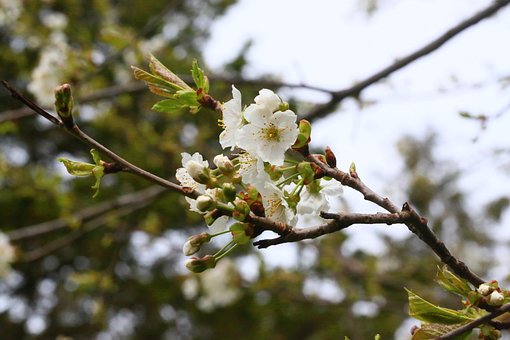 Free Cherry Blossom White Flower photo and picture