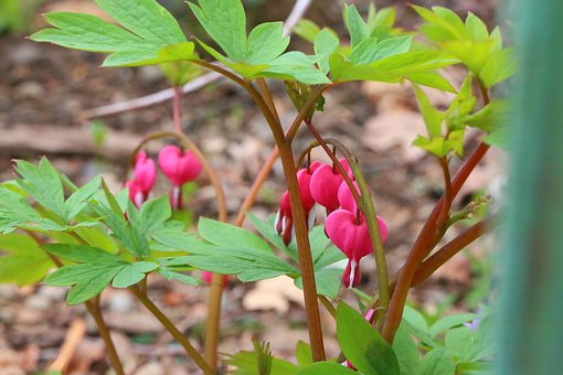 Free Bleeding Heart Garden photo and picture