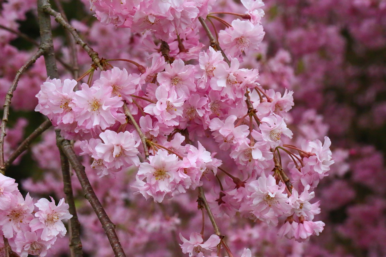 Arbre De La Cerise Fleurs - Photo gratuite sur Pixabay - Pixabay