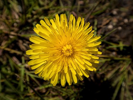 Mælkebøtte, Blomst, Gul, Græs, Flora