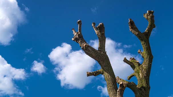 Træ, Luft, Blå, Abstrakt, Natur, Smuk