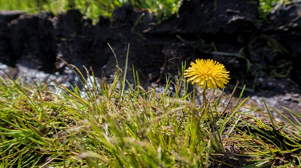 Gul, Blomst, Mælkebøtte, Natur, Spor