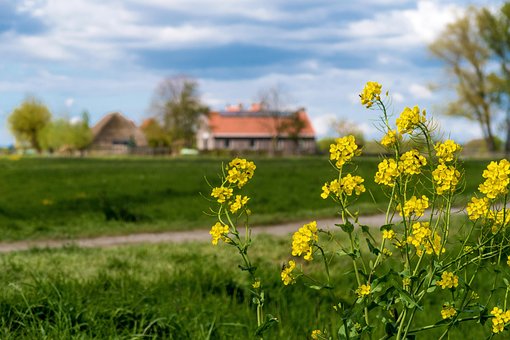 Gule Blomster, Gul, Flora, Gård, Visning