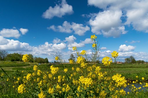 Gule Blomster, Gul, Natur, Flora, Luft