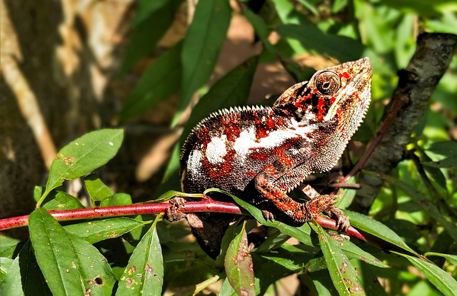 Free Chameleon Madagascar photo and picture