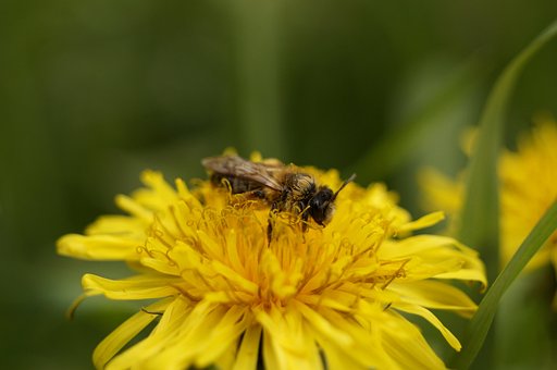 Free Bee Nature photo and picture