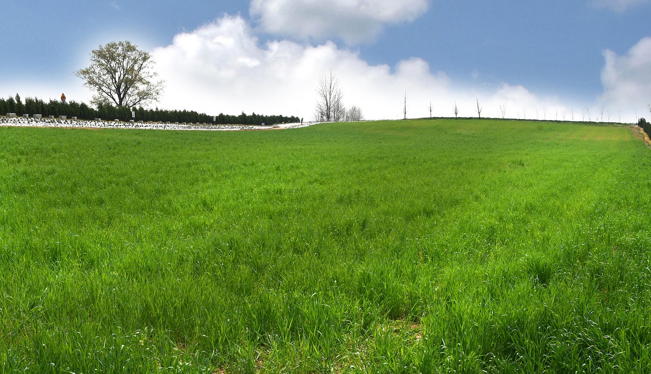 Rye Field Cloud Sky - Free photo on Pixabay - Pixabay