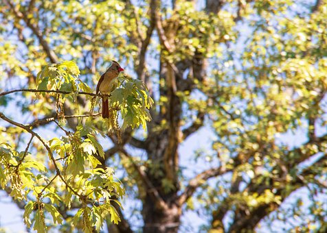 Free Bird Nature photo and picture