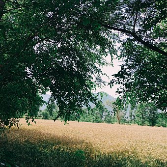 Free Nature Plant photo and picture