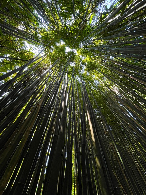 Free Forest Nature photo and picture