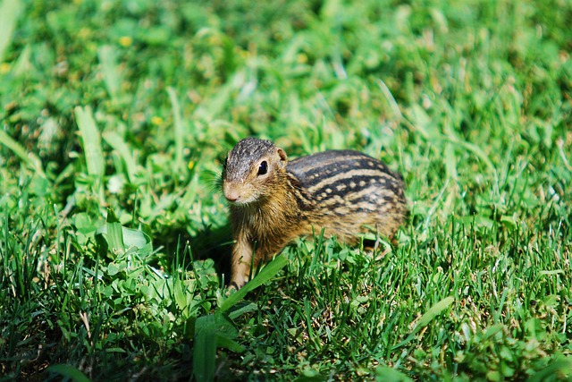 Free Thirteen-Striped Ground Squirrel photo and picture