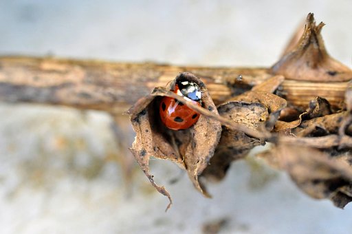 Free Ladybug Nature photo and picture