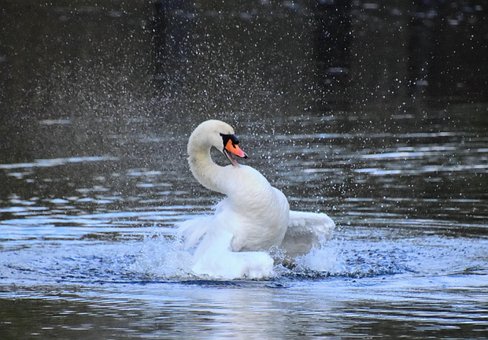 Free Bird Nature photo and picture