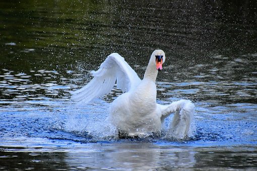 Free Bird Swan photo and picture