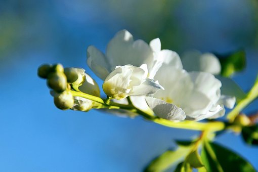 Free Flowers Nature photo and picture